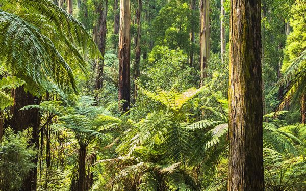 Icon Cancer Centre in Mulgrave