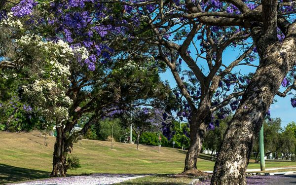 Icon Cancer Centre in Chermside